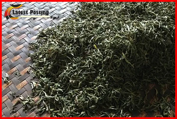 Pu’er tea