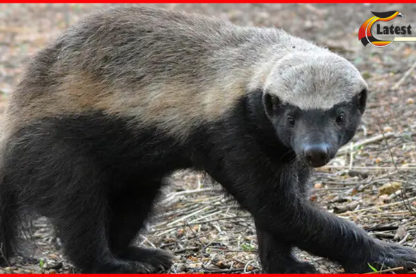 Honey badger